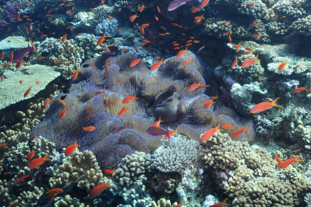 istock orange fish in a coral reef 2174678825