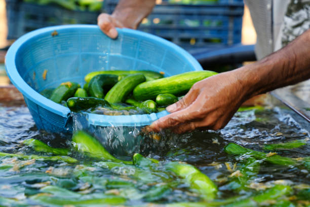 istock Washing Cucumbers with Blue Basket 2174679289
