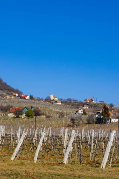 istock vineyard in Somlo (Somlyo) hill, Veszprem county, Hungary 2174679419