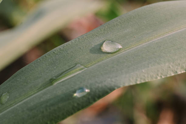 Drops of water on plant leaf