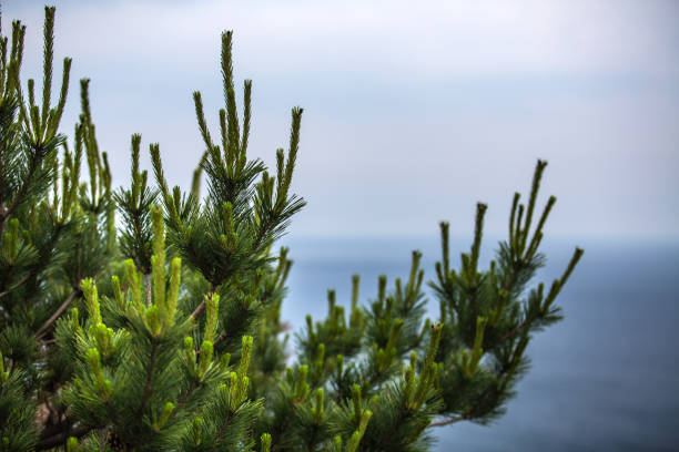 This image features a detailed closeup view of a beautiful pine tree, with the vast ocean stretching out in the background, creating a stunning landscape