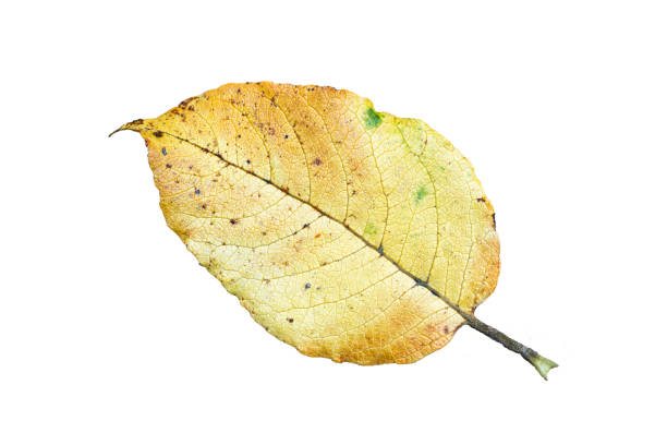 istock Autumn leaf  in fall colour during November, macro close up cut out and isolated on a white background 2174682419