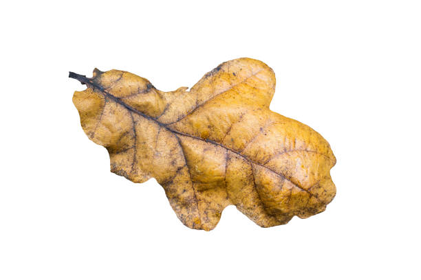 Brown oak leaf in autumn fall colour macro close-up cut out and isolated on a white background, November stock photo image