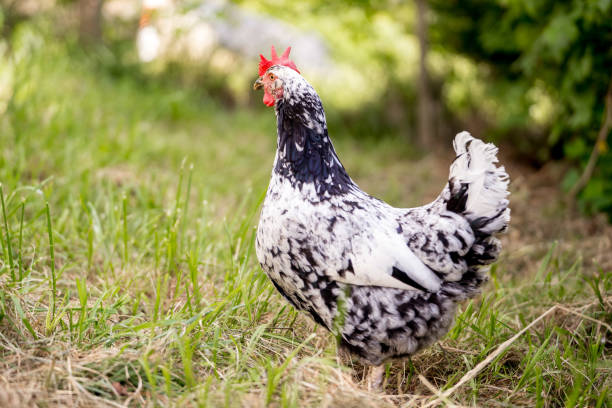 istock Chickens in a Farm Garden – Organic Free-Range Poultry Farming 2174683521