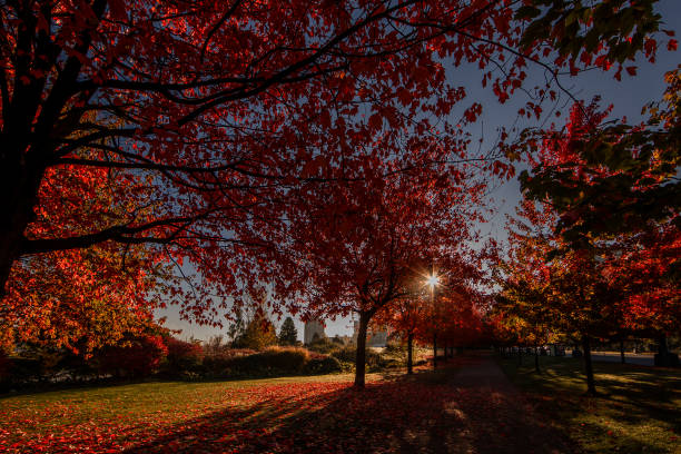 Maple tree in Stanley Park, Vancouver, displays its autumn leaves