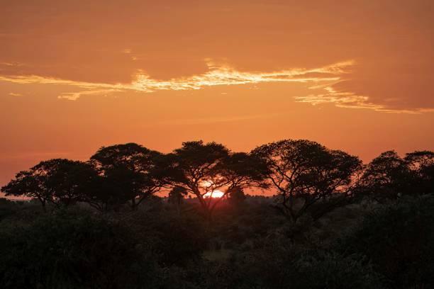 istock cloud sunrise at an African safari park 2174687376