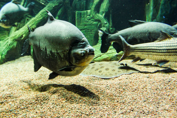 istock A big fish swims in the water near the bottom. 2174688797