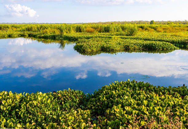 Blue Sky Reflection on Pilant Lake From The Spillway Trail, Brazos Bend State Park, Texas, USA