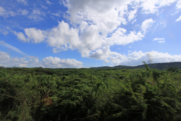 This image showcases a vast expanse of lush greenery stretching toward distant hills. The vibrant green vegetation contrasts beautifully with the blue sky, dotted with fluffy white clouds. The open landscape evokes a sense of calm and serenity, with nature dominating the scene. The rolling hills in the background and the openness of the sky add depth and perspective, making this a tranquil and picturesque view of nature in its full glory.