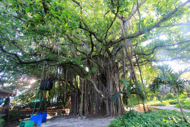 istock Majestic Banyan Tree with Aerial Roots in a Lush Garden 2174690379