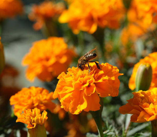 A honeybee pollinating a marigold flower. Close up.