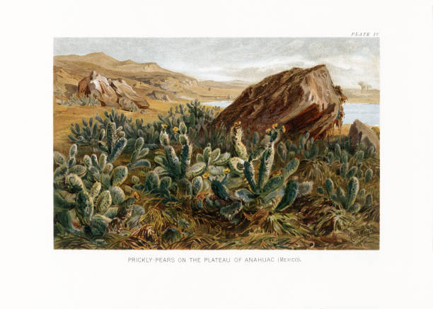 Very Rare, Beautifully Illustrated Antique Engraved Victorian Botanical Illustration of The Natural History of Plants, Prickly Pears on the Plateau of Anahuac, Victorian Botanical Illustration published in 1897. Copyright has expired on this artwork. Digitally restored.