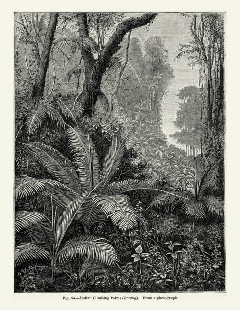 istock Natural History of Plants, Victorian Botanical Illustration, 1897Indian Climbing Palms 2174695746