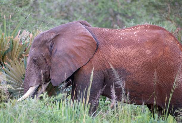 istock young Elephant grazing in the Africa bush 2174696429