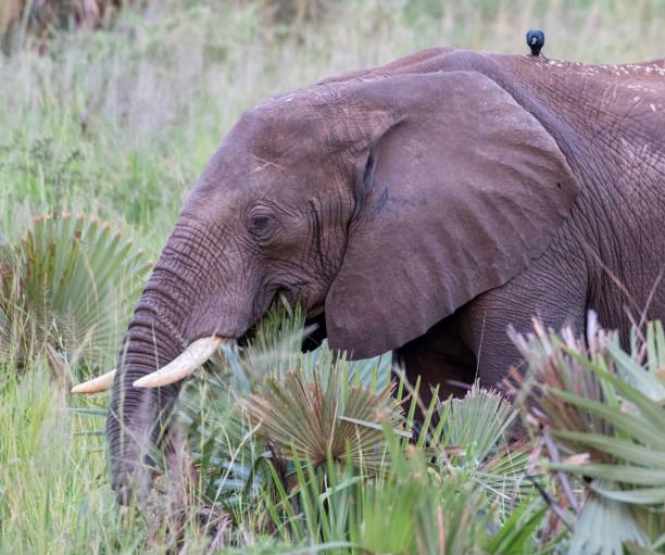 istock young Elephant grazing in the Africa bush 2174696568