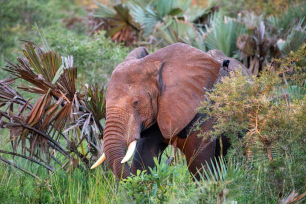 istock young Elephant grazing in the Africa bush 2174696572