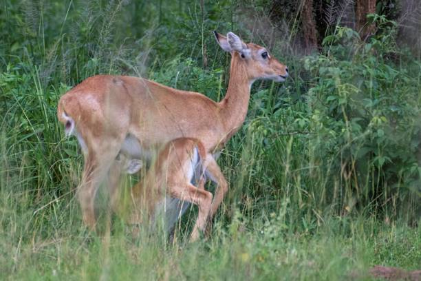 istock young Impala suckling on mothers womb 2174696781