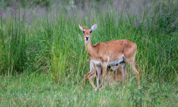 istock young Impala suckling on mothers womb 2174696782
