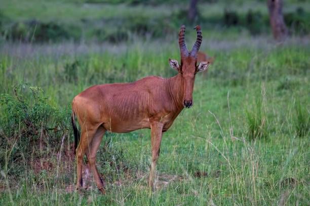 istock Hartebeest antelope in Savannah grassland 2174696843