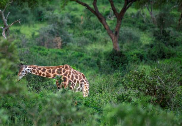 istock Giraffe in African bushland 2174696936