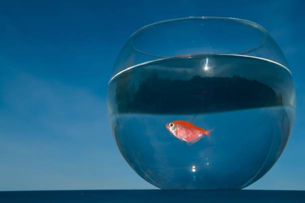istock A goldfish swims in a round aquarium against a blue sky. 2174697662