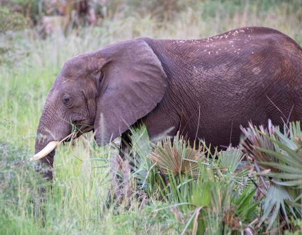 istock young Elephant grazing in the Africa bush 2174697912