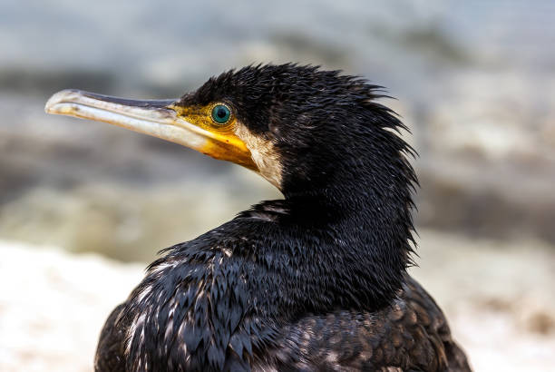 A cormorant bird with a yellow bill close up view.