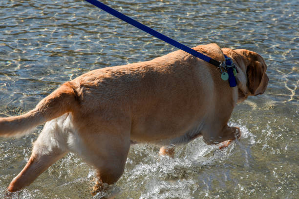 istock Purebred Dog walking in pool 2174699822