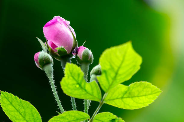 Rose buds bloom in garden.