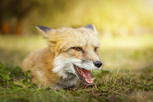 istock A close up of a Red Fox in the grass 2174700245