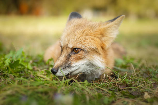 istock A close up of a Red Fox in the grass 2174703265