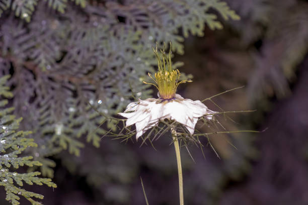 Delicate white Nigella sativa or love flower in mist, botanical background with copy space.