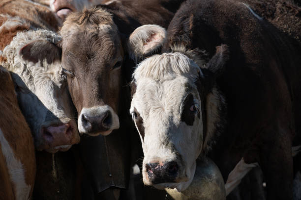 istock Three brown and white cattle stand side by side in a herd. All the animals have bells around their necks. The cows look forward into the camera. 2174705834