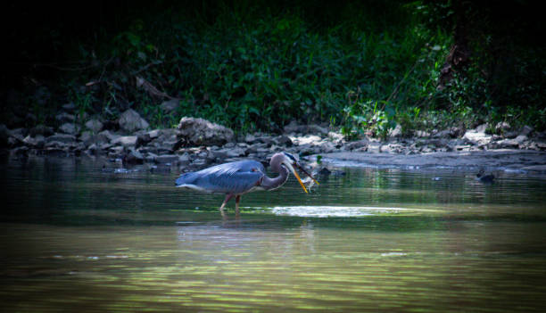 Great Blue Heron fishing in the river