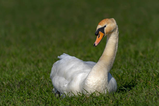 istock Beautiful Mute Swan (Cygnus olor) foraging grass. 2174706865