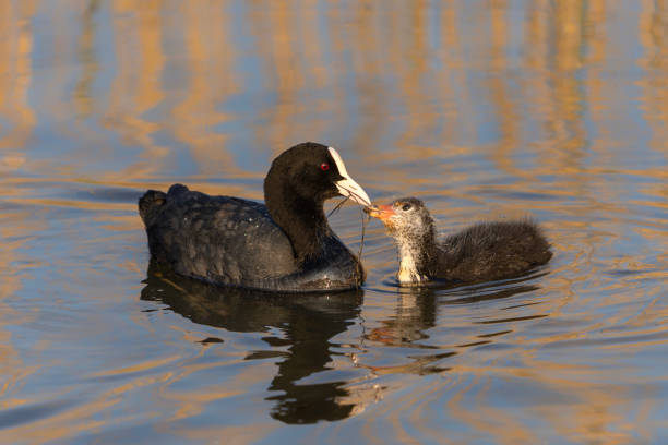istock Mother Eurasian Coot (Fulica atra) feeding her chick 2174706869