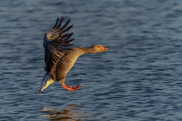 istock Greylag Goose (Anser anser) landing on water 2174706962
