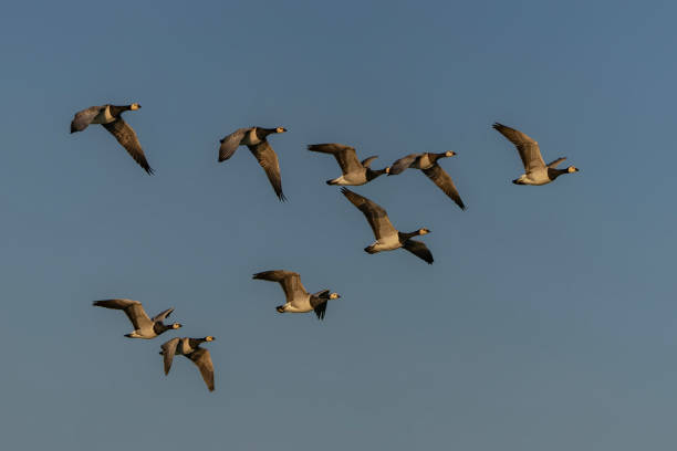 A group of the barnacle goose (Branta leucopsis) in flight.  Gelderland in the Netherlands. Flying in a large flock.