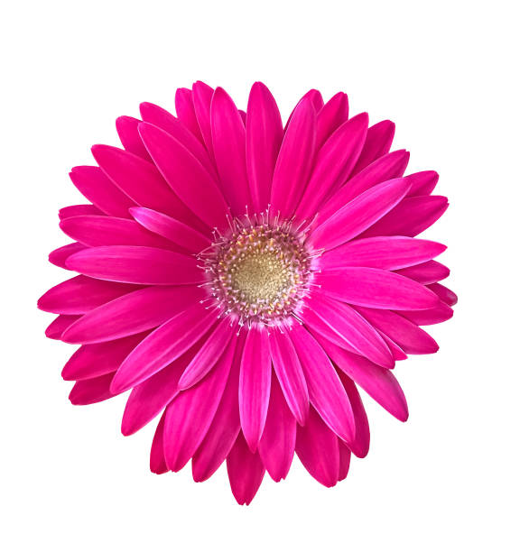 istock Pink Gerbera flower isolated on a white background with clipping path. 2174707142