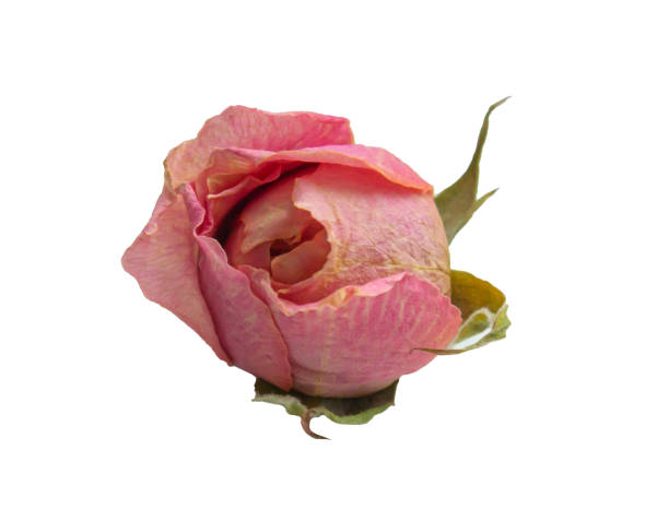 istock Dry Pink Rose bud with sepals on a white background. 2174707249