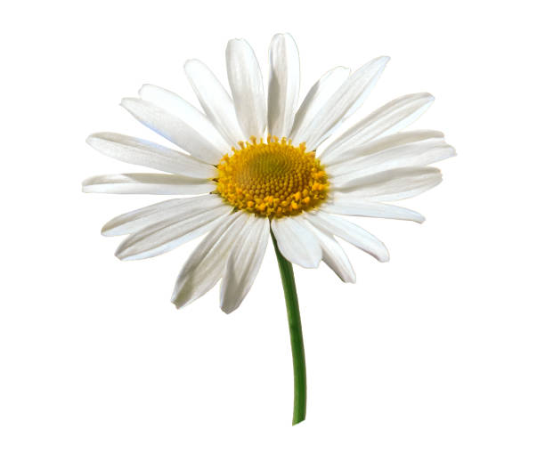 istock White Beautiful Chamomile (Ox-Eye Daisy ) isolated on white background. Lovely Daisy (Marguerite) isolated on white background, including clipping path. 2174707476