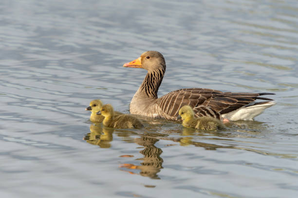 istock Parents Greylag Goose (Anser anser) out with their young goslings. 2174707720