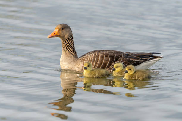 Parents Greylag Goose (Anser anser) out with their young goslings. Gelderland in the Netherlands.