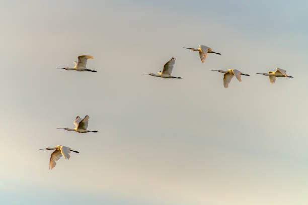 istock A flock of Eurasian Spoonbill or common spoonbill (Platalea leucorodia)  in flight. 2174707776