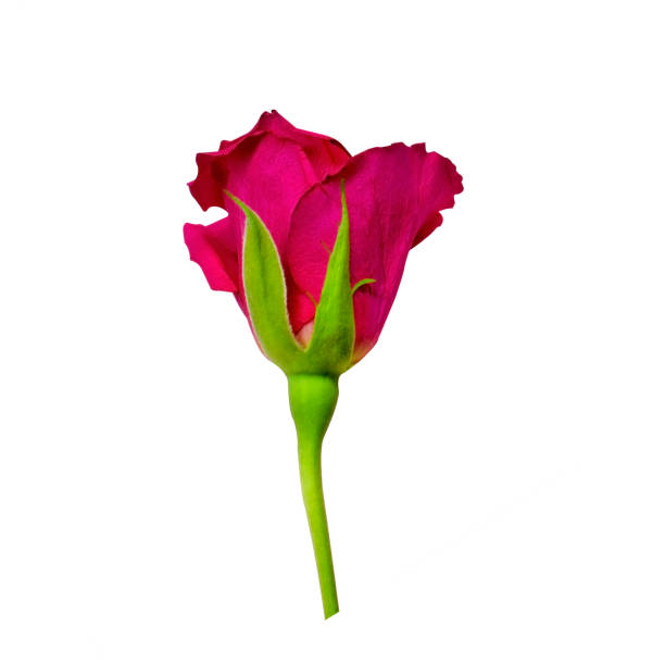 Beautiful Pink Rose bud isolated on white background. Object with clipping mask.