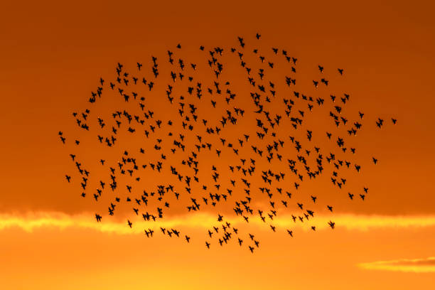 Beautiful large flock of starlings at sunset. A flock of starlings birds fly in the Netherlands. Starling murmurations. Gelderland in the Netherlands.