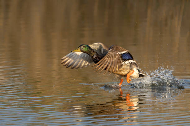istock Male Mallard duck (Anas platyrhynchos) taking off from water. 2174707828