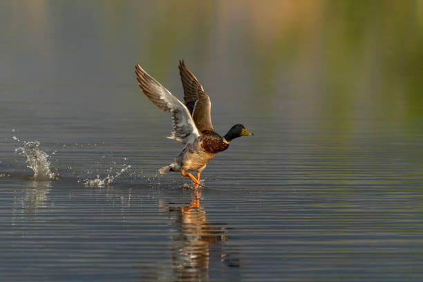 Beautiful Male Mallard duck (Anas platyrhynchos) taking off from water. Gelderland in the Netherlands.