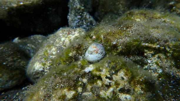 istock Turbinate monodont (Phorcus turbinatus) shell undersea, Aegean Sea 2174708196