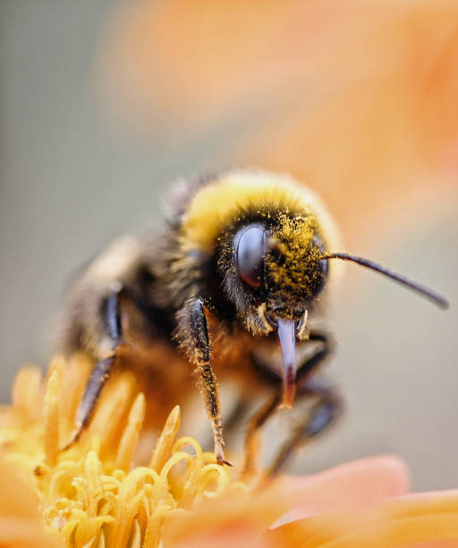 istock bumblebee pollen flower yellow macro 2174710960